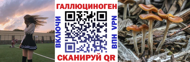 Купить закладки  Кизилюрт  Галлюциногенные грибы Cubensis 